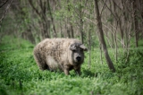 Mangalica fesztivál lesz Debrecenben