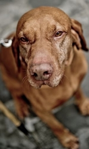 Busó, a hétéves magyar vizsla-angol véreb keverék