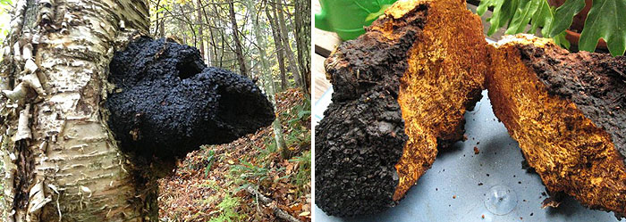 A chaga