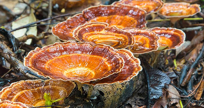 A reishi