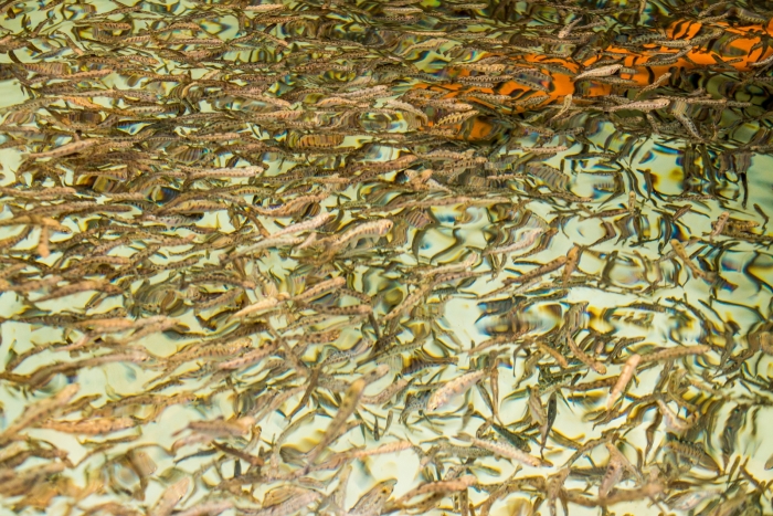 Az egyik medencében öt-hat centis halacskák virgonckodnak