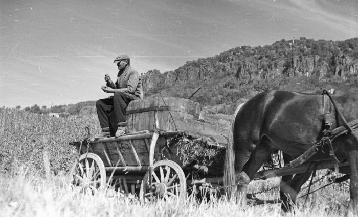 1959, Badacsony: szüret, a távolban a hegytetőn a Ranolder-kereszt. Kép: Fortepan, Mészáros Zoltán