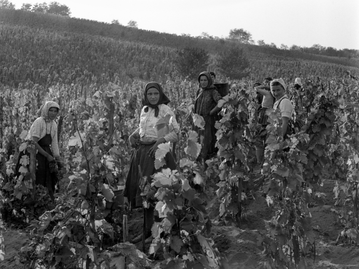 1943: Homokos talajon is jó szőlő teremhet. Kép: Fortepan, Lissák Tivadar
