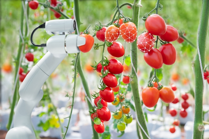 A robotok segíthetnek a paradicsomszedésben, de a mezőgazdasági technológiának vannak árnyoldalai is.