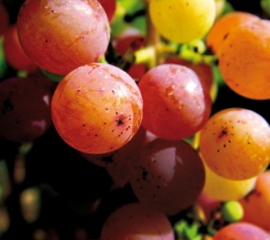 Tramini, az ősi szőlőfajta